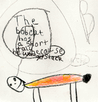 The drawing shows a bobcat with a short tail.