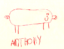 This picture show a pig with it's curly tail