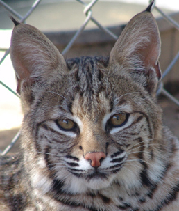 Photograph of bobcat kitten