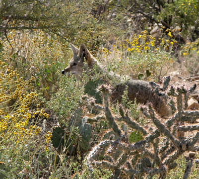 Photograph of a coyote