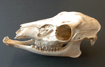 Photograph of a white-tailed deer skull
