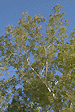 Photograph of sycamore in spring