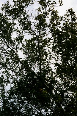 Photograph of sycamore in summer
