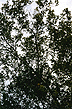 Photograph of sycamore in summer