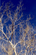 Photograph of sycamore in winter