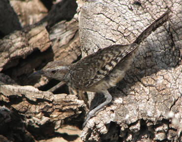 Cactus wren