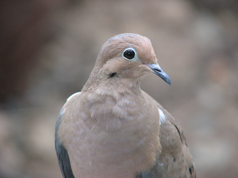 Mourning Dove