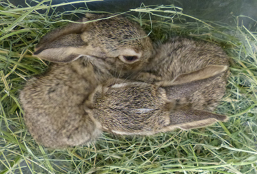 Two baby jackrabbits