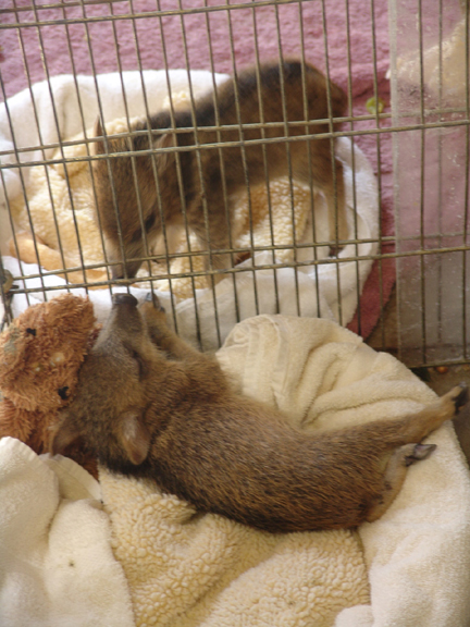Two baby javelinas