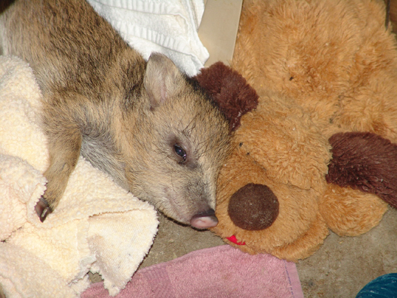 Baby javelina and stuffed animal with heartbeat