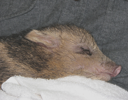 Close up of orphaned baby javelina