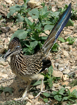 Roadrunner