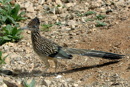 Roadrunner