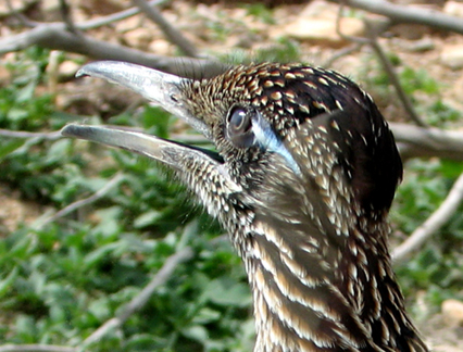 Roadrunner Head
