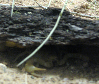 Photograph of Giant Hairy Scorpion