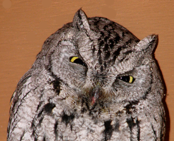 Western Screech Owl