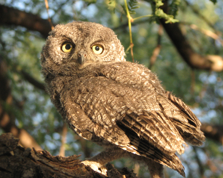 Western screech owlet