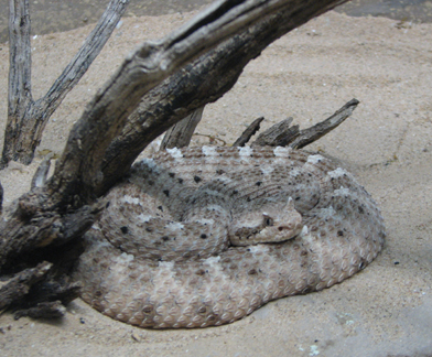 Sonoran sidewinder