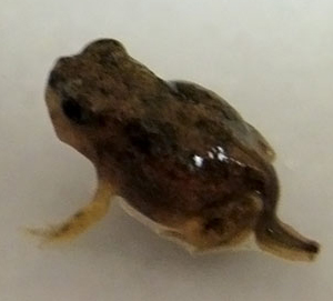Spadefoot