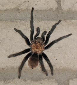 Tarantula climbing a wall