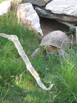 Tortoise and snake's skin