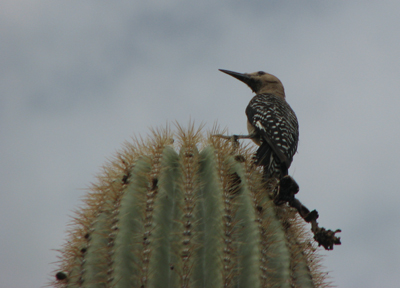 Gila Woodpecker