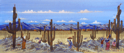 In the soft morning light, the women are harvesting the saguaro fruits with long poles. They collect the fruits in beautiful baskets.