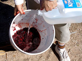 Pouring water into meat