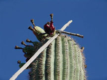 Pole pulling fruit