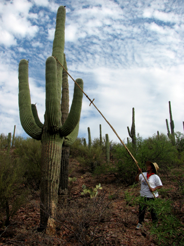 Photograph of Regina Siquerios harvesting fruit